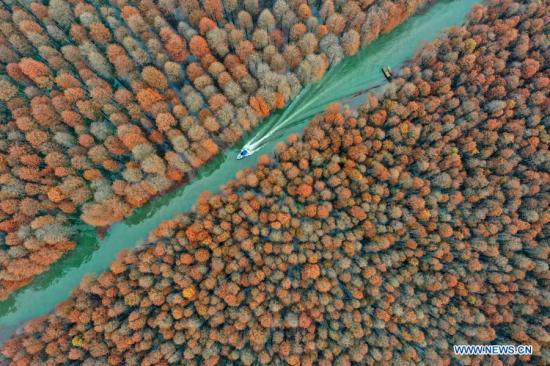Aerial photo taken on Dec. 19, 2020 shows a high speed boat sailing amid pond cypress trees in Xiantao City, central China's Hubei Province. (Photo by Zhao Jun/Xinhua)